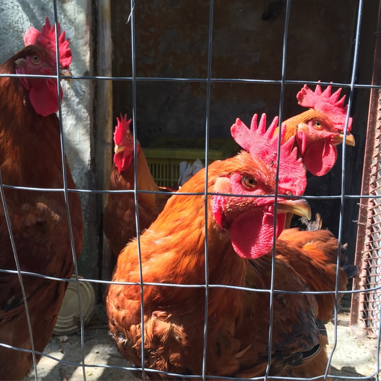 Roosters in Ticciano